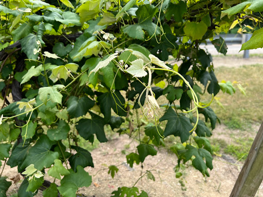 Winery «Cherry Creek Winery», reviews and photos, 11500 Silver Lake Hwy, Brooklyn, MI 49230, USA