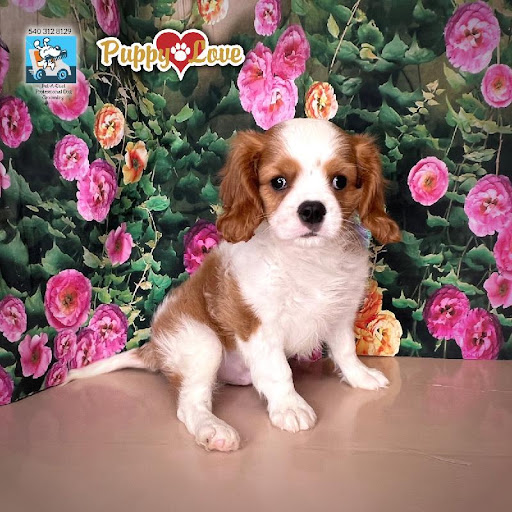 Pet Store «Puppy Love», reviews and photos, 4802 Valley View Blvd NW Uf290, Roanoke, VA 24012, USA