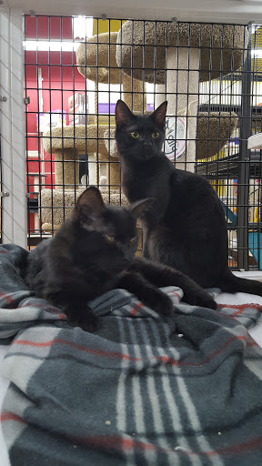 Pet Supply Store «Pet Supermarket», reviews and photos, 7822 Gall Blvd, Zephyrhills, FL 33541, USA