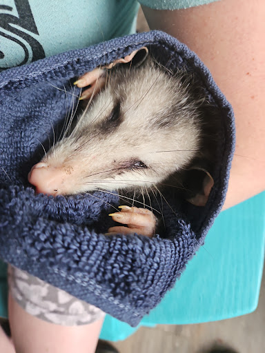 Wildlife Hospital of Louisiana: Bertman Skip DVM image
