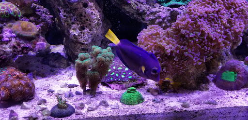 Tropical Fish Store «Glass Aquatics», reviews and photos, 542 W Harwood Rd, Hurst, TX 76054, USA