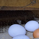 Photo n°4 de l'avis de Martino.a fait le 06/09/2023 à 07:33 sur le  Ristorante  Tenuta Nannina  terra e cucina naturale à Penta