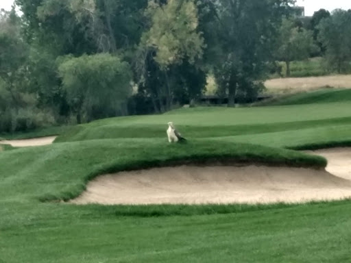 Golf Club «Meridian Golf Club», reviews and photos, 9742 S Meridian Blvd, Englewood, CO 80112, USA