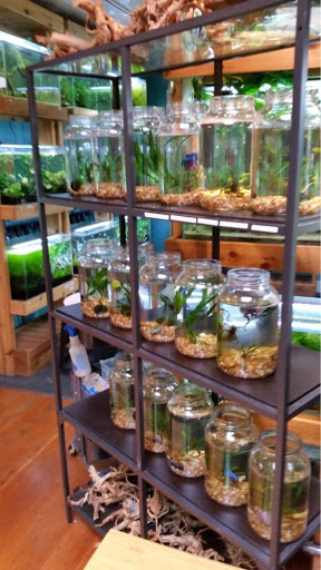 Tropical Fish Store «Aquarium Zen», reviews and photos, 920 NE 64th St, Seattle, WA 98115, USA