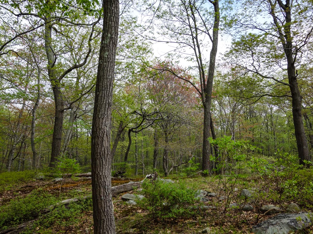Pole Brook Mountain