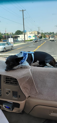 Sherry's Tail Wag'n Pet