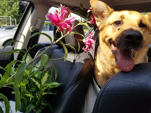 Florist «Breezewood Gardens & Gifts», reviews and photos, 17600 Chillicothe Rd, Chagrin Falls, OH 44023, USA