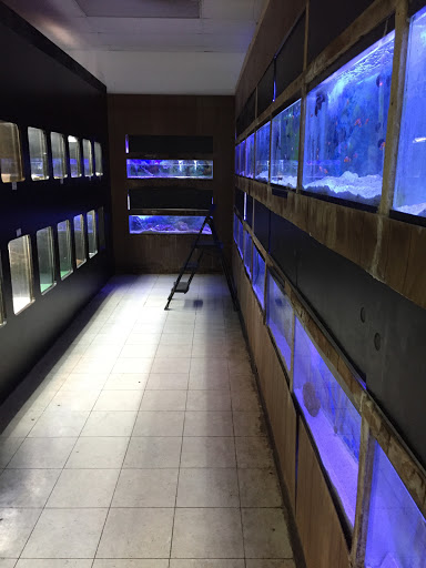 Pet Store «Inland Reef Pet Store», reviews and photos, 817 Cross Lanes Dr, Cross Lanes, WV 25313, USA