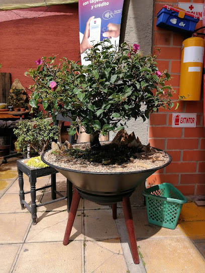 Florarte bonsai