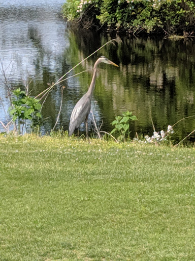 Golf Course «Blue Heron Golf Course», reviews and photos, 3270 Romancoke Rd, Stevensville, MD 21666, USA