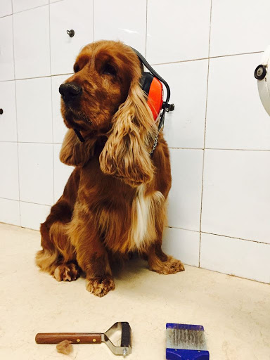 Pensioni per cani e dog hotel a Dog Sitter di Ruggero Silvia