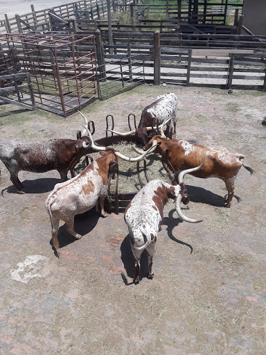 Museum «Stockyards Museum», reviews and photos, 131 E Exchange Ave # 113, Fort Worth, TX 76164, USA