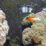 Photo n°3 de l'avis de Brigitte.o fait le 15/03/2024 à 19:31 sur le  Aquarium Wilhelmshaven incl. Prehistoric Sea Museum à Wilhelmshaven