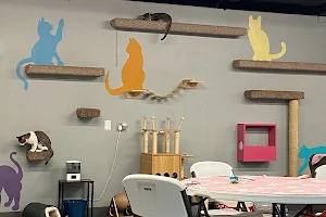 Second Cup Cat Cafe image