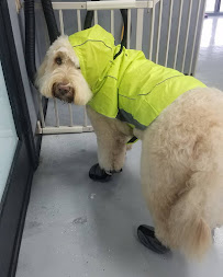 Very Important Pet (VIP) Grooming Salon & Boutique - Photo 8 - Car repair in Santee, CA, El Cajon