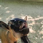 Photo n° 6 de l'avis de Guillaume.i fait le 09/08/2023 à 14:18 pour Zoo de La Palmyre à Les Mathes