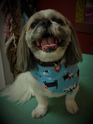 Pet Groomer «A Klassy Lassie, LLC», reviews and photos, 30 Old Jackson Rd, McDonough, GA 30252, USA