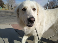 Pawsitively Purrfect Pet Care, LLC - Photo 9 - Car repair in , Greeley