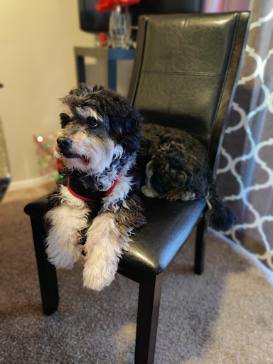 Dog Care «Puppy World», reviews and photos, 301 W 6th St, Corona, CA 92882, USA