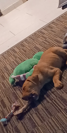 Pet Supply Store «Centinela Feed & Pet Supplies», reviews and photos, 2320 Harbor Blvd, Costa Mesa, CA 92626, USA