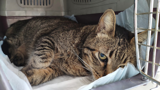 Clínica Veterinaria La Estrella en Madrid