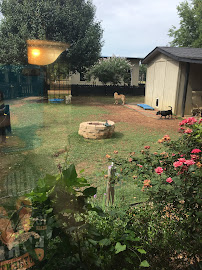 Paula's Canine Academy - Photo 2 - Car repair in Denton, TX, Denton