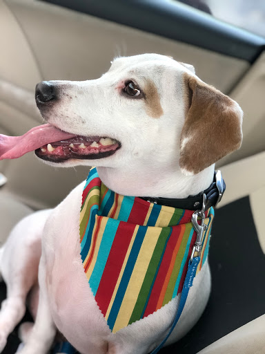 Pet Supply Store «Petco Animal Supplies», reviews and photos, 1670 Airport Blvd #700, Pensacola, FL 32504, USA