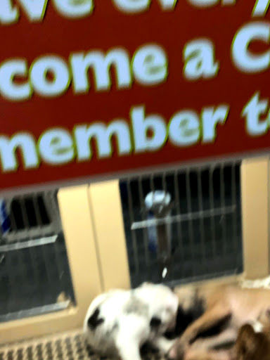 Pet Store «Petland South Orlando», reviews and photos, 3920 S Semoran Blvd, Orlando, FL 32822, USA