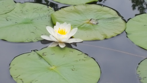 Park «Blacklick Woods Metro Park», reviews and photos, 6975 East Livingston Avenue, Reynoldsburg, OH 43068, USA