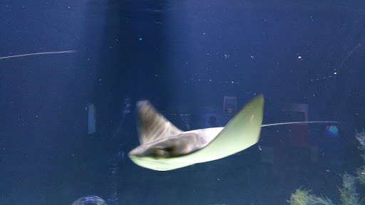 Aquarium «Great Lakes Aquarium», reviews and photos, 353 Harbor Dr, Duluth, MN 55802, USA