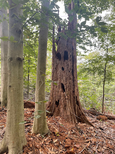 Nature Preserve «Ashland Nature Center of Delaware Nature Society», reviews and photos, 3511 Barley Mill Rd, Hockessin, DE 19707, USA