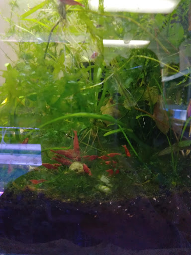 Pet Store «D D Fish & Pets», reviews and photos, 2413 S Fairview St, Santa Ana, CA 92704, USA