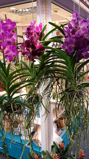 Florist «Ideal Orchids», reviews and photos, 2900 W Sample Rd, Pompano Beach, FL 33073, USA