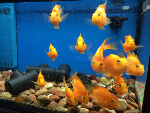 Pet Store «All Pet Center», reviews and photos, 1950 S Atlantic Blvd, Monterey Park, CA 91754, USA