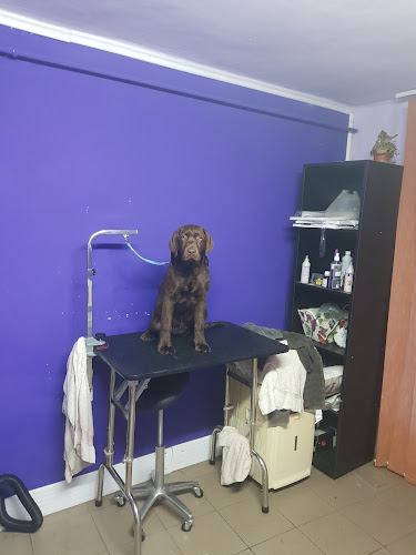 Salon Frizerie Canina Si Felina - Veterinar