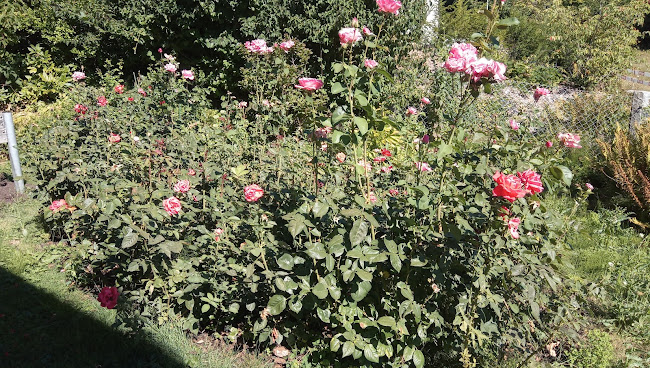 Rezensionen über Brunner Garten- und Fensterpflege in Neuhausen am Rheinfall - Gartenbauer