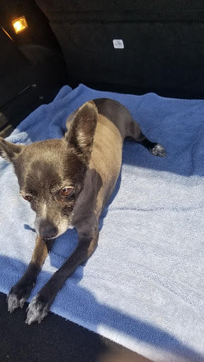 Diamonds In the Ruff Pet Grooming