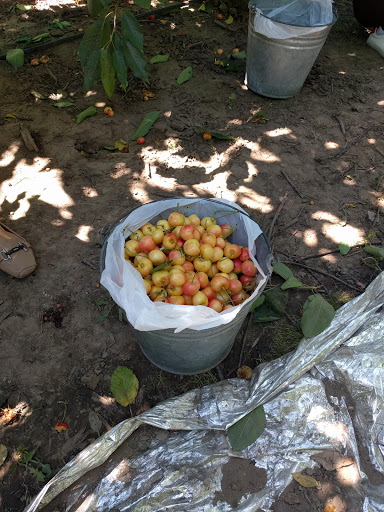 Produce Market «Washington Fruit Place At Barrett Orchards», reviews and photos, 1209 Pecks Canyon Rd, Yakima, WA 98908, USA