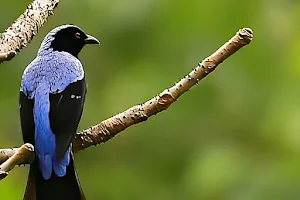 Wayanad Bird watching image