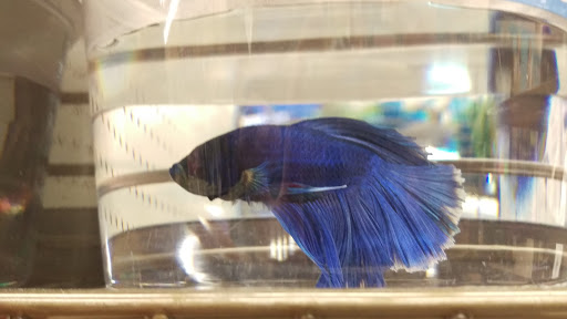 Pet Supply Store «Petco Animal Supplies», reviews and photos, 4665 Garth Rd #400, Baytown, TX 77521, USA