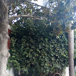 Photo n°3 de l'avis de Andrea.e fait le 22/09/2023 à 13:03 sur le  Hotel Villa Al Parco à Forio