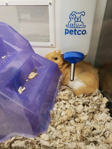 Pet Supply Store «Petco Animal Supplies», reviews and photos, 2131 Pleasant Hill Rd, Duluth, GA 30096, USA