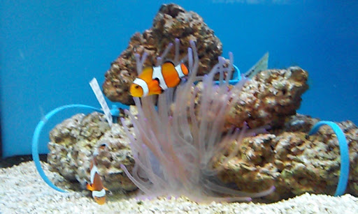 Pet Supply Store «Petco Animal Supplies», reviews and photos, 1520 Military Rd #130, Niagara Falls, NY 14304, USA