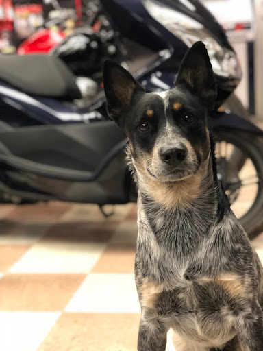 Honda Dealer «Western Honda Powersports», reviews and photos, 6717 E McDowell Rd, Scottsdale, AZ 85257, USA