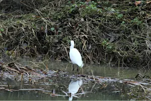 River Mole Local Nature Reserve (Leatherhead) image