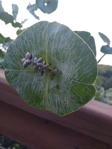 Winery «Falconer Vineyards», reviews and photos, 3572 Old Tyler Rd, Red Wing, MN 55066, USA