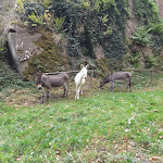 Photo n°5 de l'avis de METE.A fait le 15/10/2023 à 12:33 sur le  Burgschänke Landeck à Klingenmünster