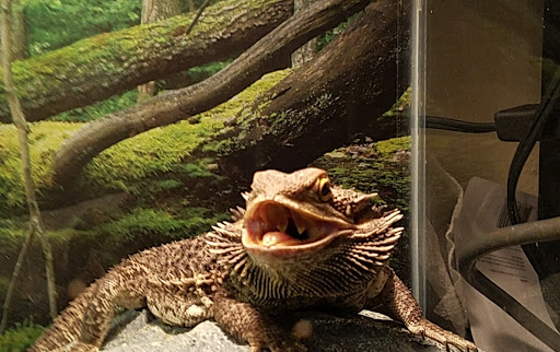 Pet Store «Boiling Springs Pet World», reviews and photos, 2651 Boiling Springs Rd, Spartanburg, SC 29316, USA