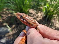 Nuisance Wildlife Rangers LLC - Photo 7 - Car repair in Naples, FL, Bonita Springs