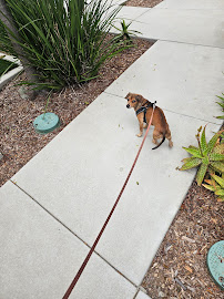 Cm Doggie Dasher - Photo 3 - Car repair in Vista, CA, Oceanside